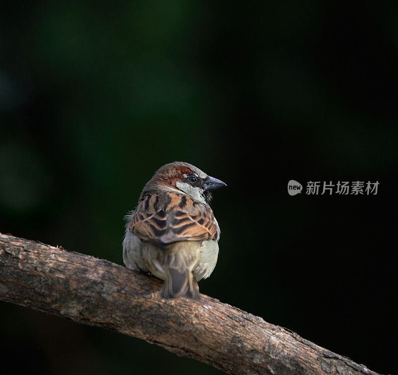 栖息在挪威奥斯陆的麻雀