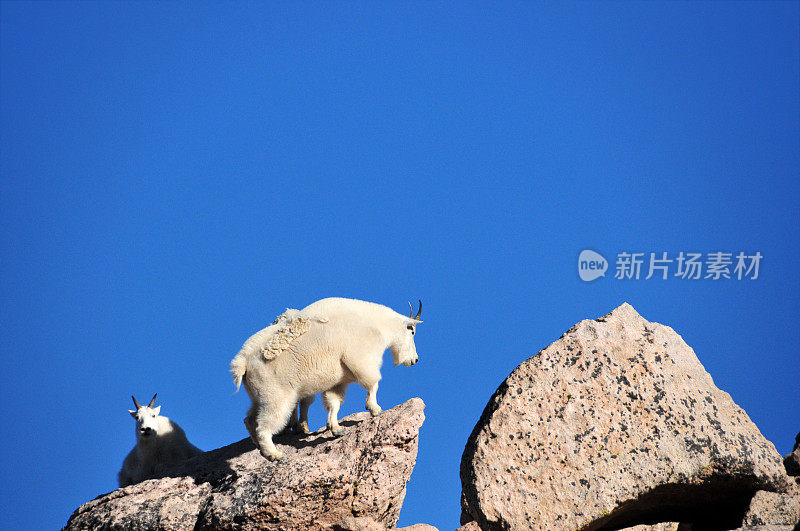 美国科罗拉多州埃文斯山，一只公山羊站在一块巨石上，天空湛蓝