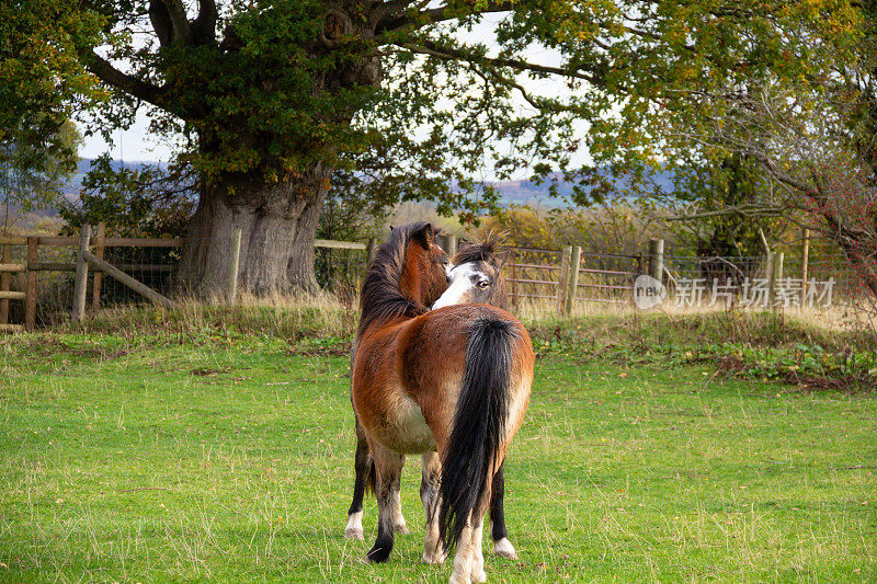 两只快乐的小马站在田野里，用牙齿互相梳理，咬对方的皮毛，搔对方的背。
