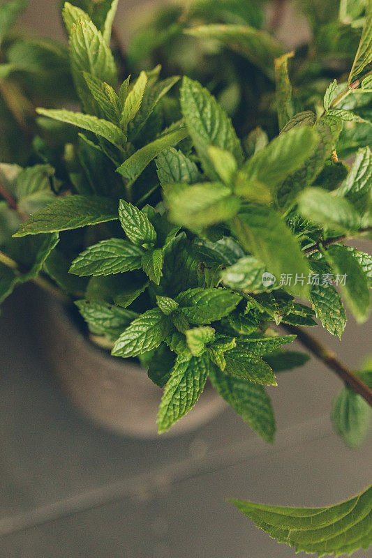 家中餐桌上盆栽薄荷的景色