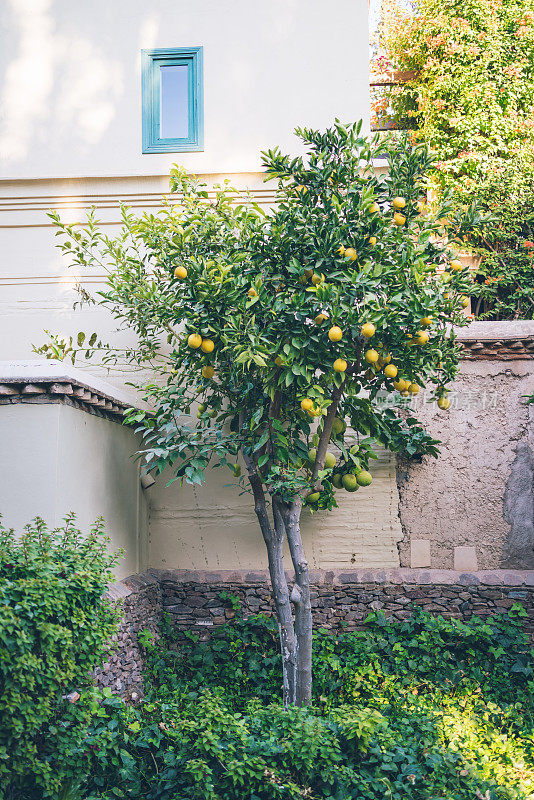 郁郁葱葱的花园中柠檬树的景色