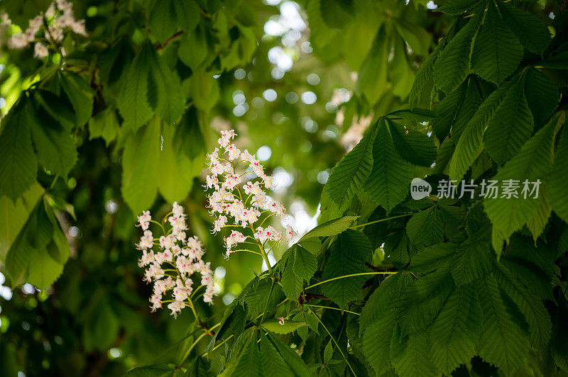 栗子树的花