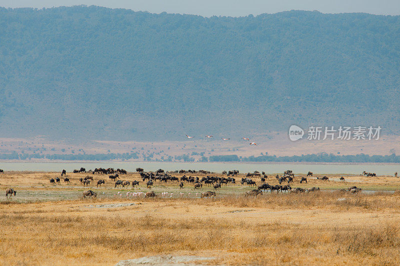 野生动物在坦桑尼亚恩戈罗恩戈罗火山口的湖边迁徙的风景