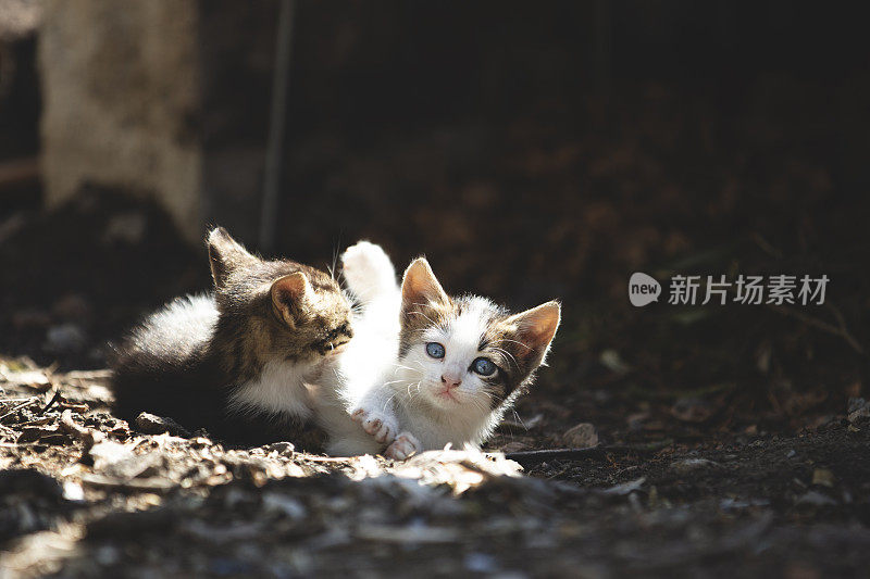 家里花园里的小猫