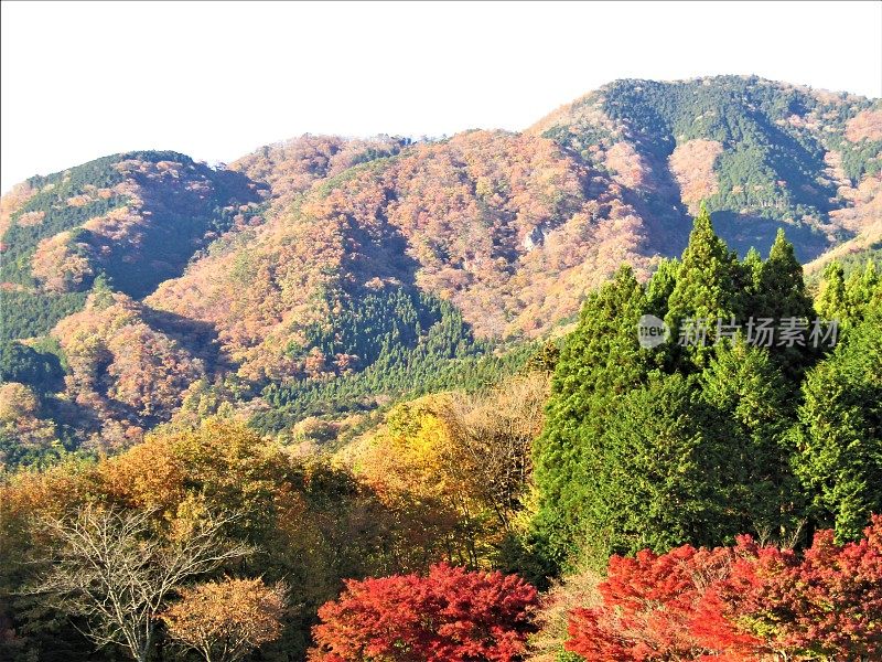 日本。11月的晴朗天气。日本山区的金色秋天。