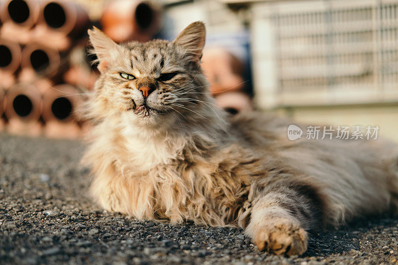 长头发的猫