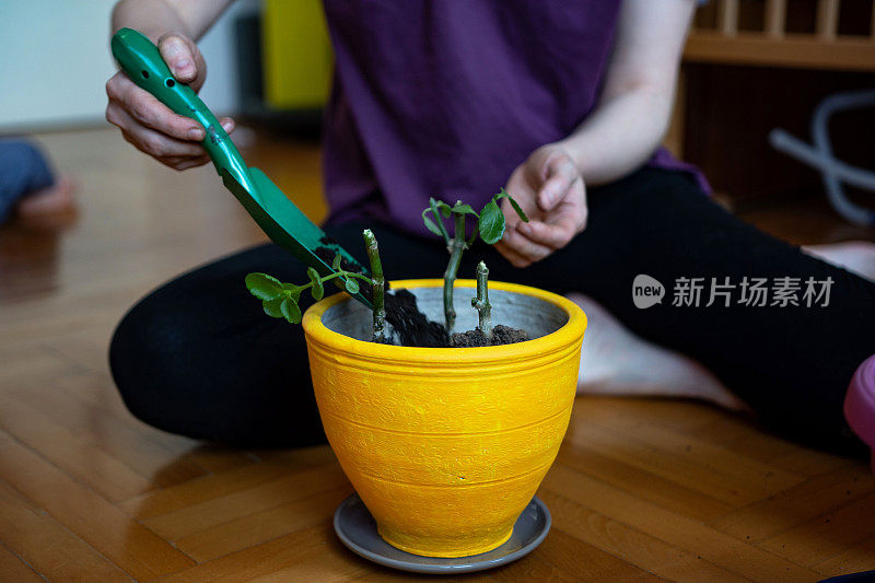 一个不认识的女人在盆栽室内植物