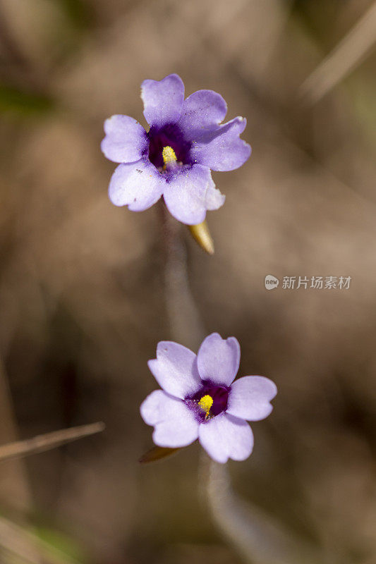 两朵花的垂直镜头与无焦点背景