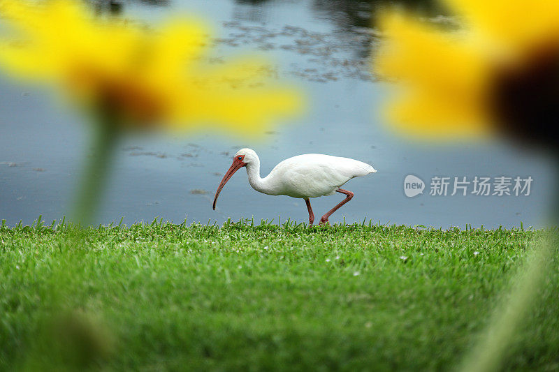 热带水鸟白鹮在湖边捕食