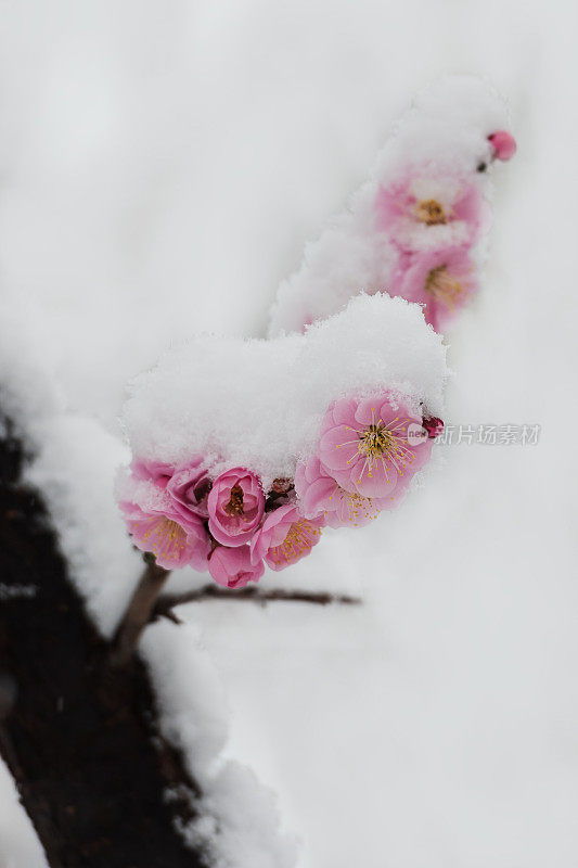 梅花在春天的雪地里盛开