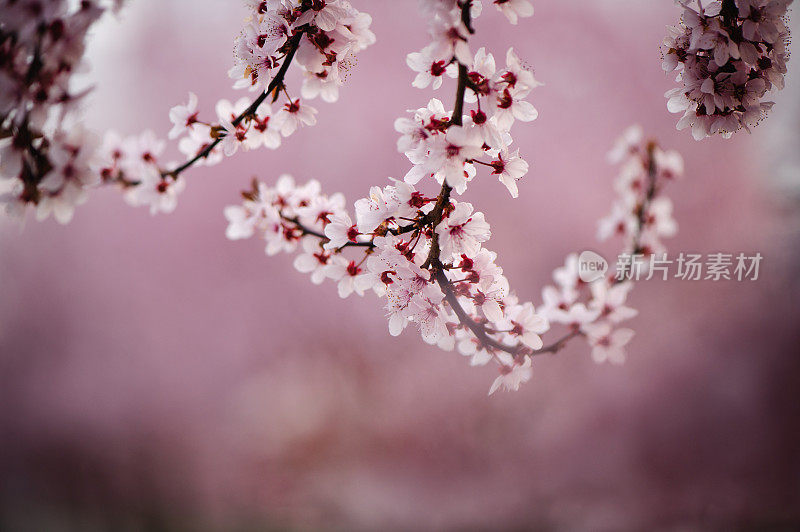 春天粉红色的花