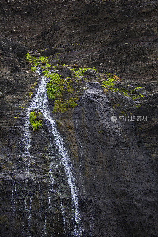 夏威夷考艾岛那帕利海岸风景优美的山羊