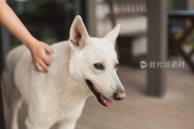 白色瑞士牧羊犬在阳台上。友谊。看门狗。宠物