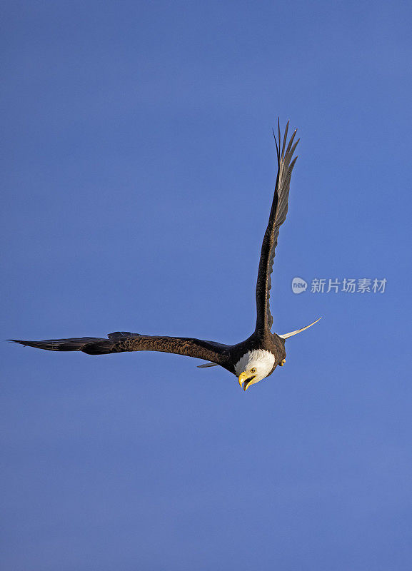 秃鹰飞翔，三角洲，BC，加拿大