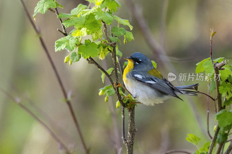 强烈北风Parula莺