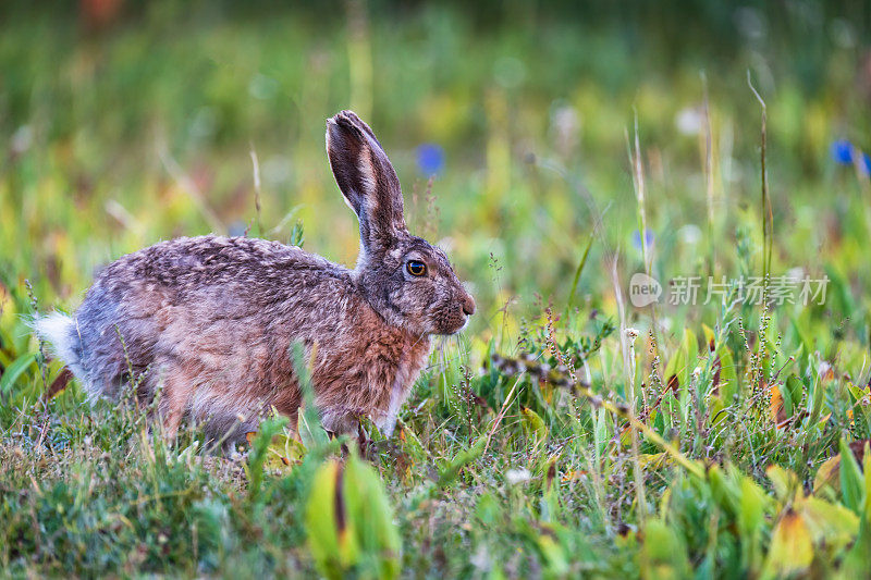 夏日草地上的一只棕色野兔