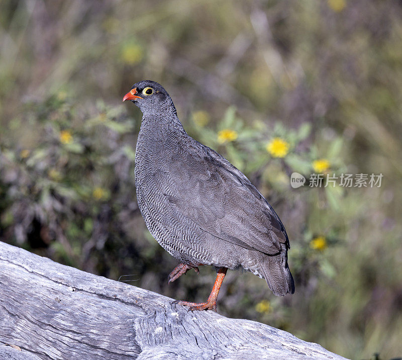 红嘴鹧鸪(Spurfowl)