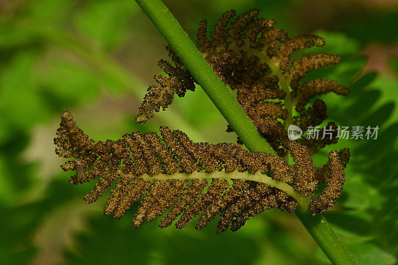 蕨类植物的可育复叶