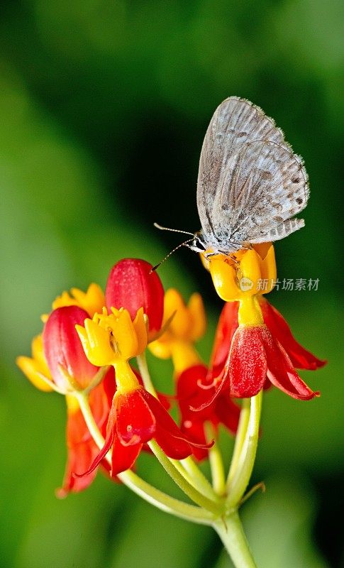 蝴蝶在花枝上的动物行为。