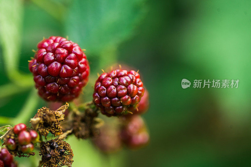 有选择性集中的灌木上成熟和未成熟的黑莓。一些浆果
