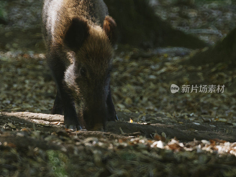 女性的野猪