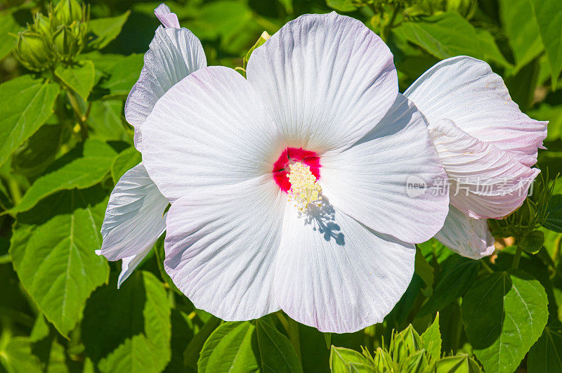 完美的芙蓉花