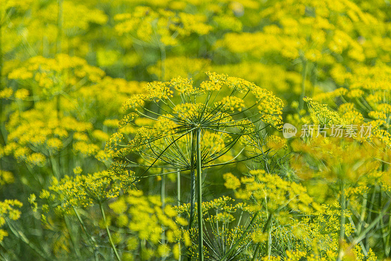 莳萝开花,特写。