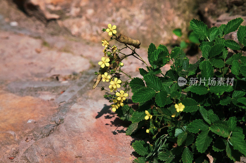 黄色的菊花在春天盛开