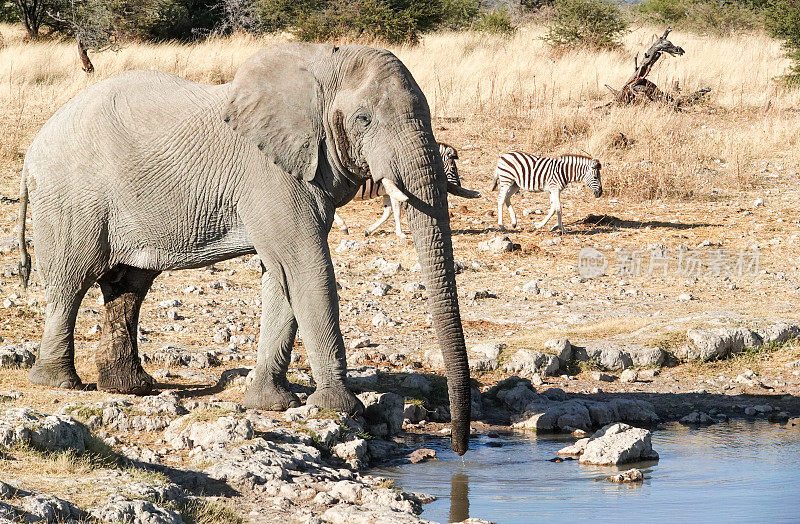 非洲象在纳米比亚库内内地区埃托沙国家公园的克莱因奥克维水坑
