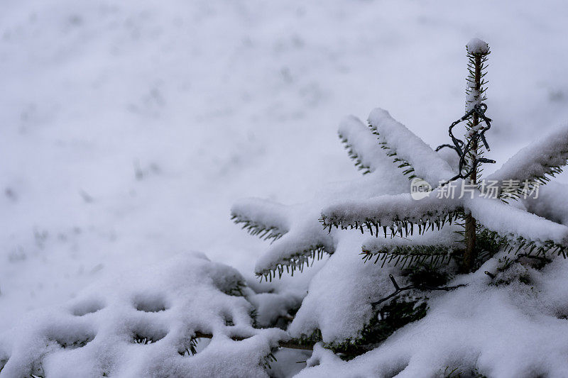 挪威云杉圣诞树上的雪