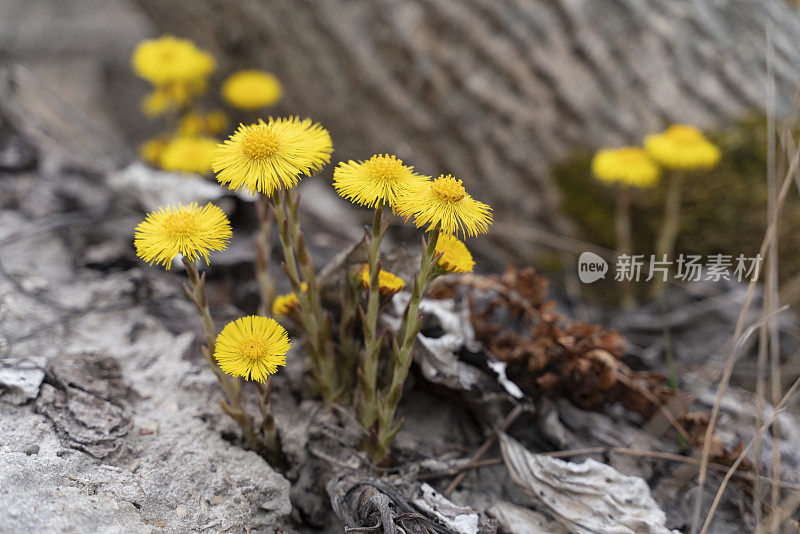 春天，波罗的海海滩上的鹿蹄花。