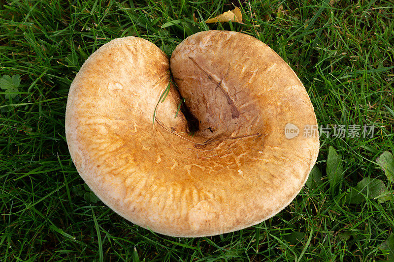 渐开线白蘑菇是一种有毒的蘑菇，通常被称为棕色卷边，普通卷边，或毒pax