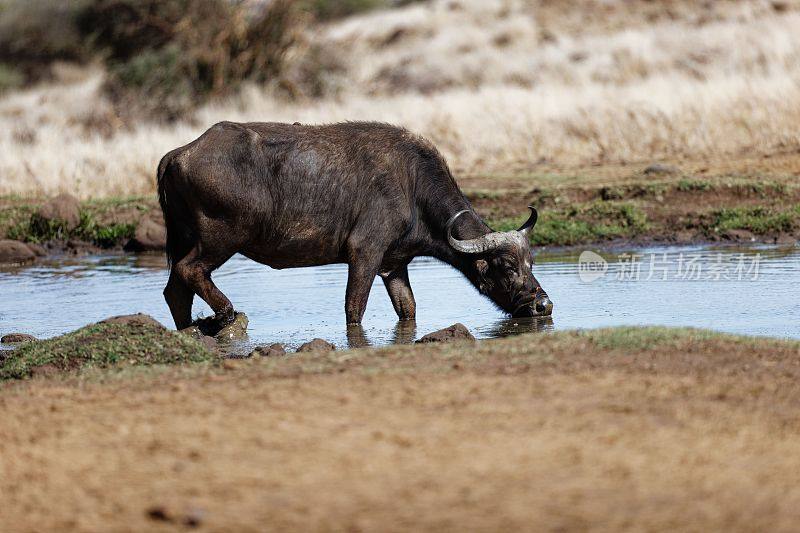 肯尼亚莱瓦野生动物保护协会，非洲水牛在水坑里喝水