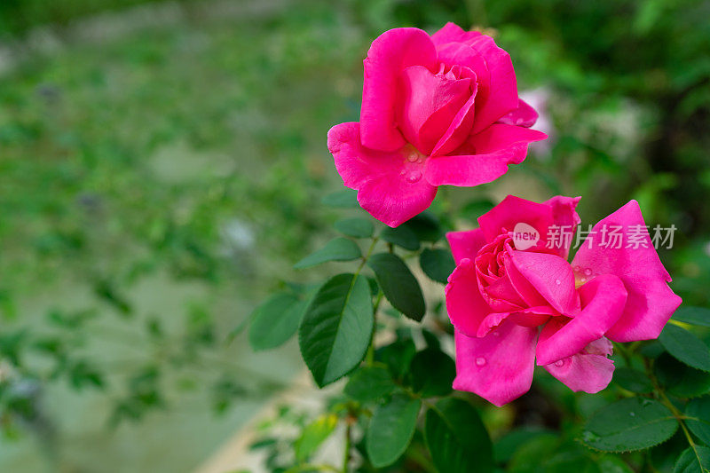 粉红玫瑰在大自然的特写
