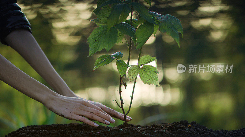 种植幼苗。拯救地球