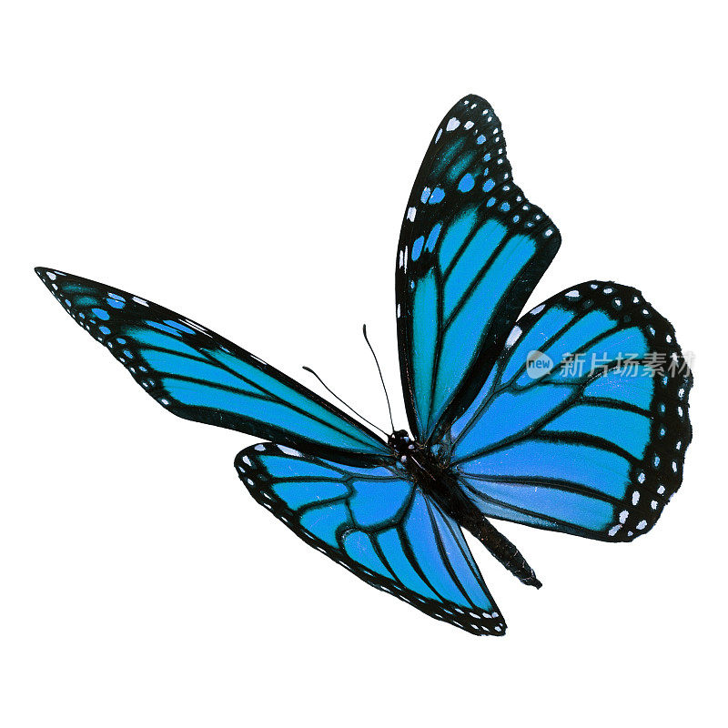 美丽的蓝色帝王蝶