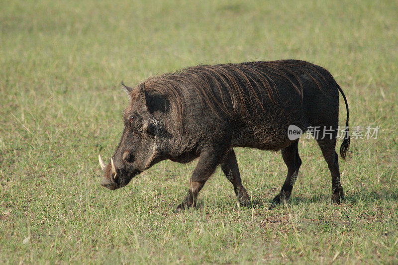 疣猪在马拉维