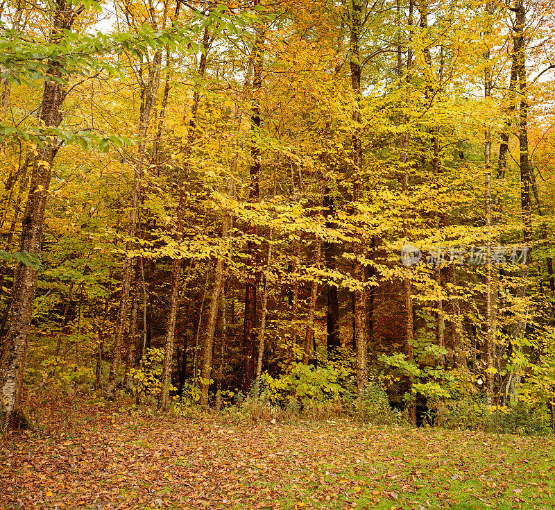 秋天的颜色:森林背景的边缘