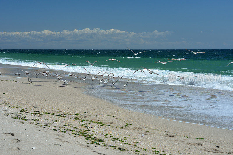 鸟类在海滩