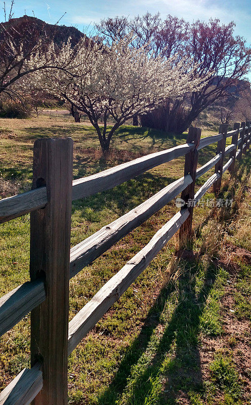 在犹他州罗克维尔附近的农场上，质朴的栅栏和春天的鲜花