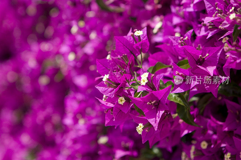 叶子花属(海棠)