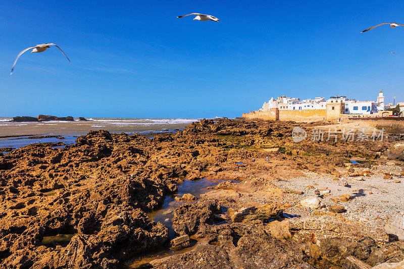海鸥，岩石，海洋，埃绍伊拉港，摩洛哥，北非。