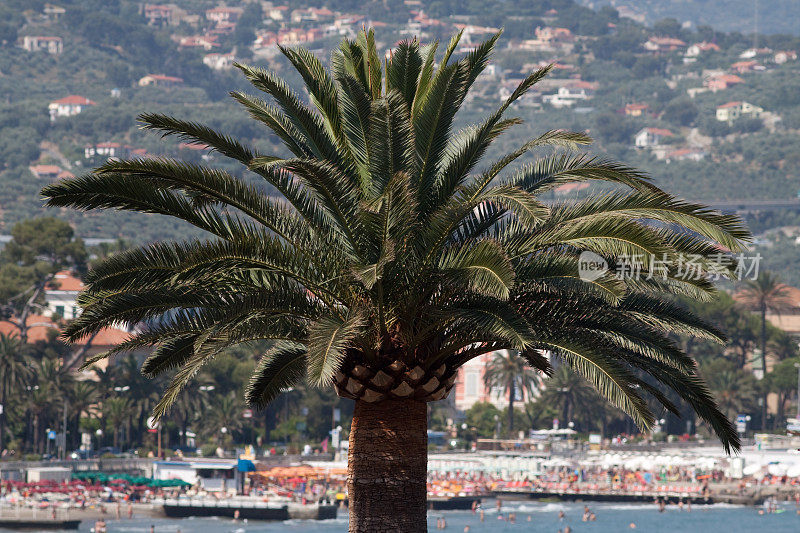 利古里亚海景，棕榈树，迪亚诺滨海海岸-利古里亚意大利