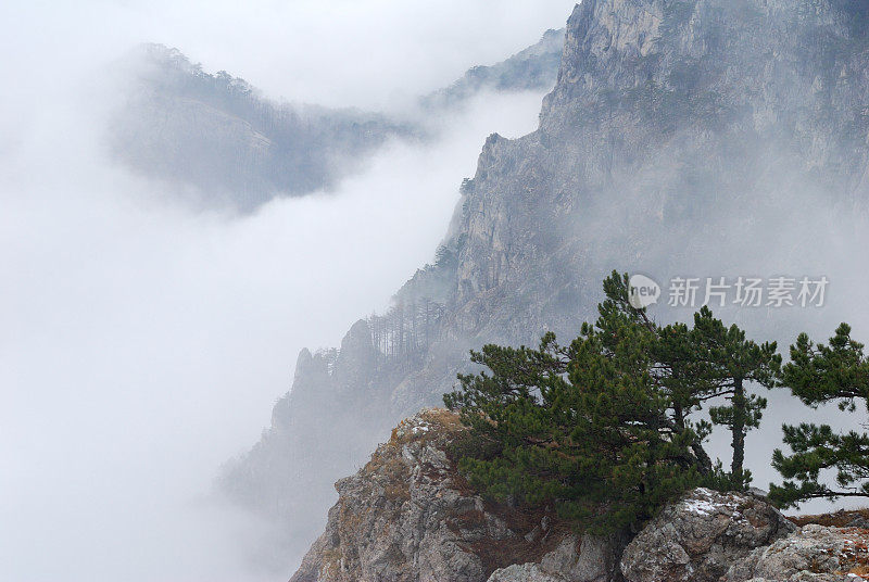 一棵孤零零的松树屹立在岩石上