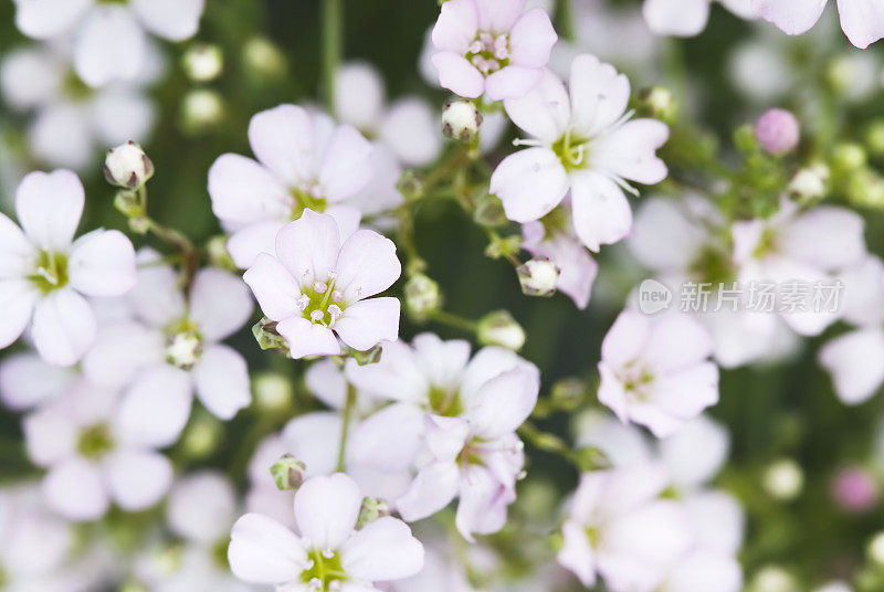 婆婆纳属的植物(Veronica)Waterperry蓝色的品种