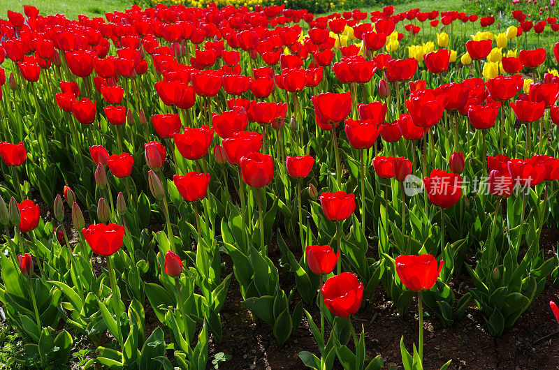 土耳其伊斯坦布尔公园的红色郁金香花