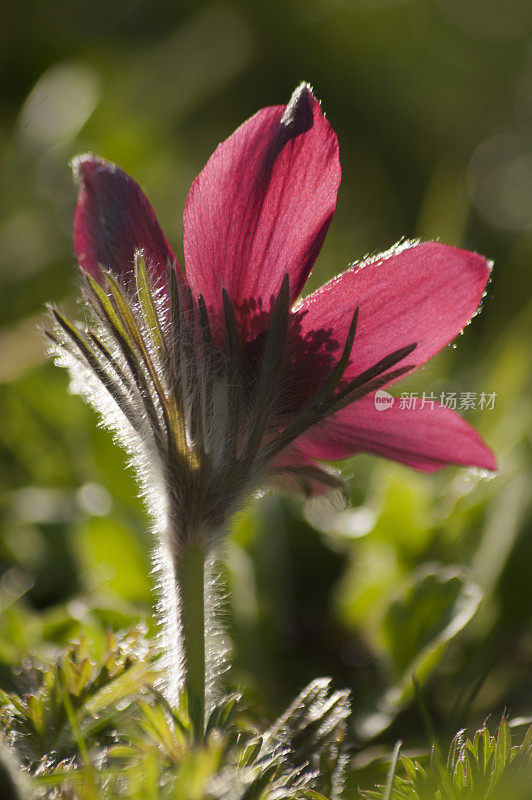 帕斯克花