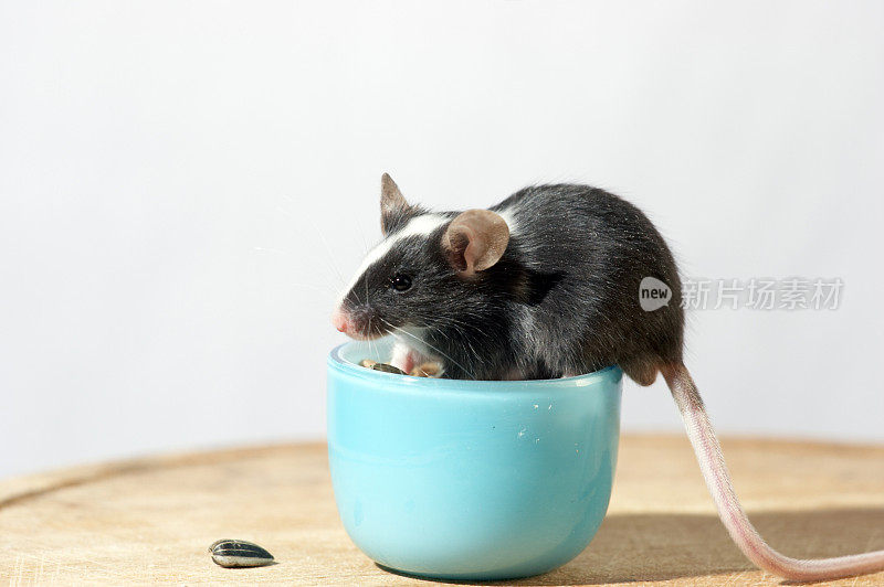 可爱的黑白老鼠在绿松石碗