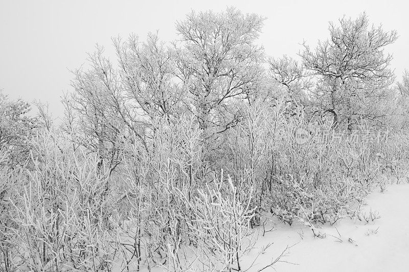 雾蒙蒙的冬天早晨，白桦林里有霜雪