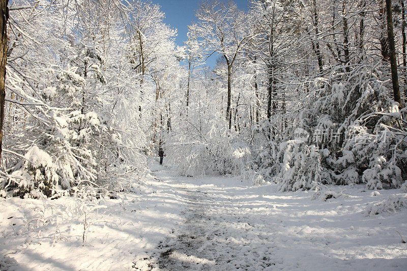 森林里的雪道